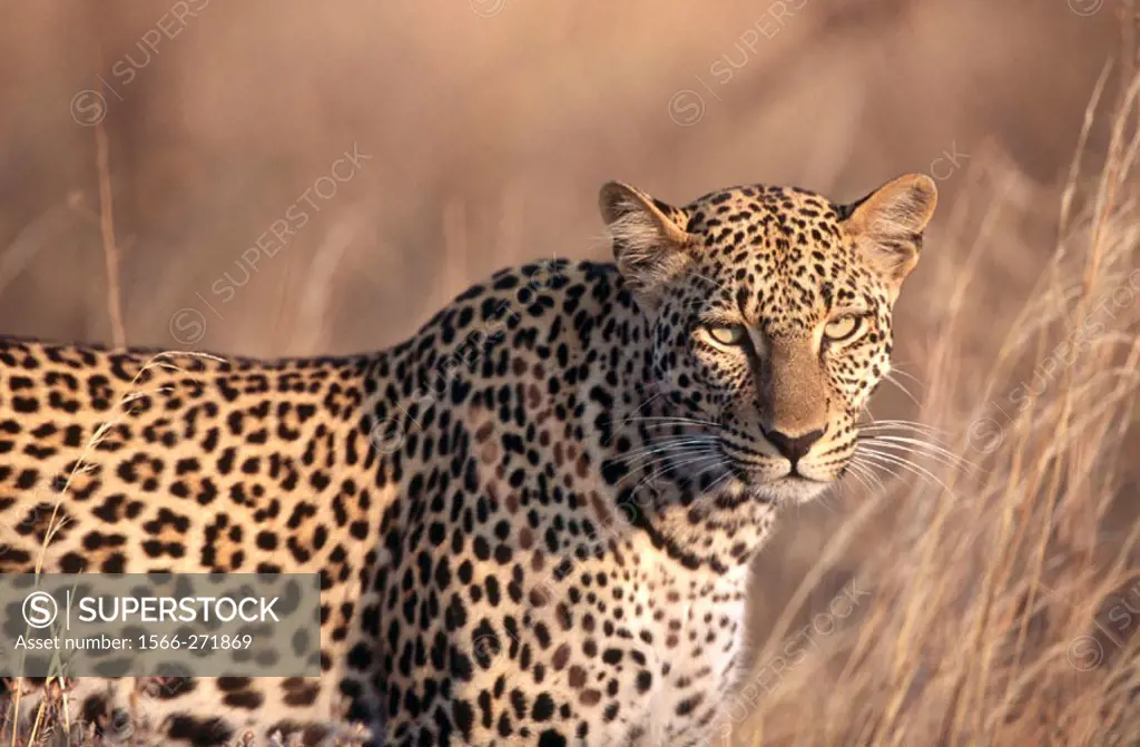 Leopard (Panthera pardus), female. Samburu National Reserve. Kenya