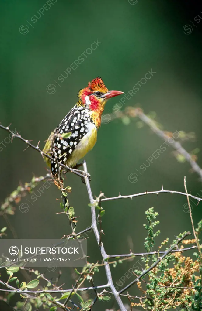 Red-and-yellow Barbet (Trachyphonus erythrocephalus). Samburu National Reserve. Kenya