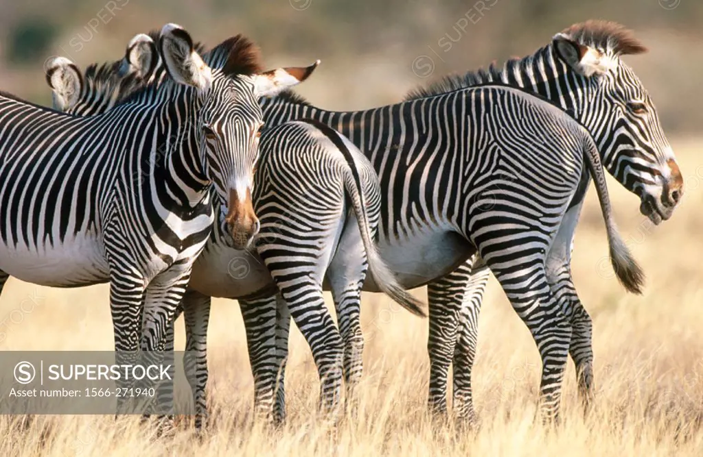 Grevy´s Zebra (Equus grevyi)l. Samburu National Reserve. Kenya
