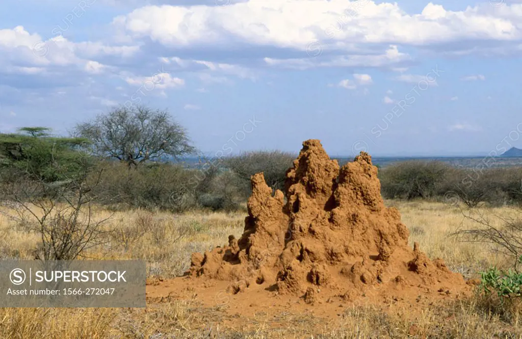 Termite mound. Smburu, Kenya