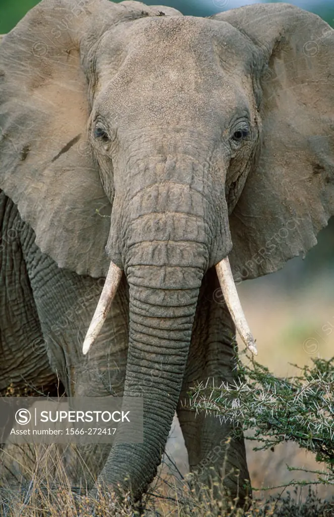 African Elephant (Loxodonta africana). Samburu W.R., Kenya