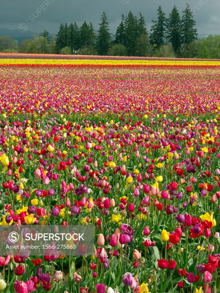 Tulip field, Wooden Shoe Tulip Farm, Woodburn. Oregon, USA