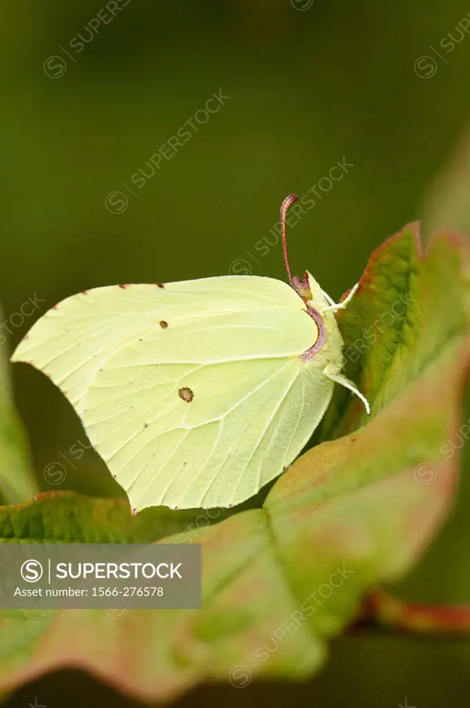 Brimstone Butterfly (Gonepteryx rhamni) male at rest on leaf. Warwickshire, UK. August 2005.