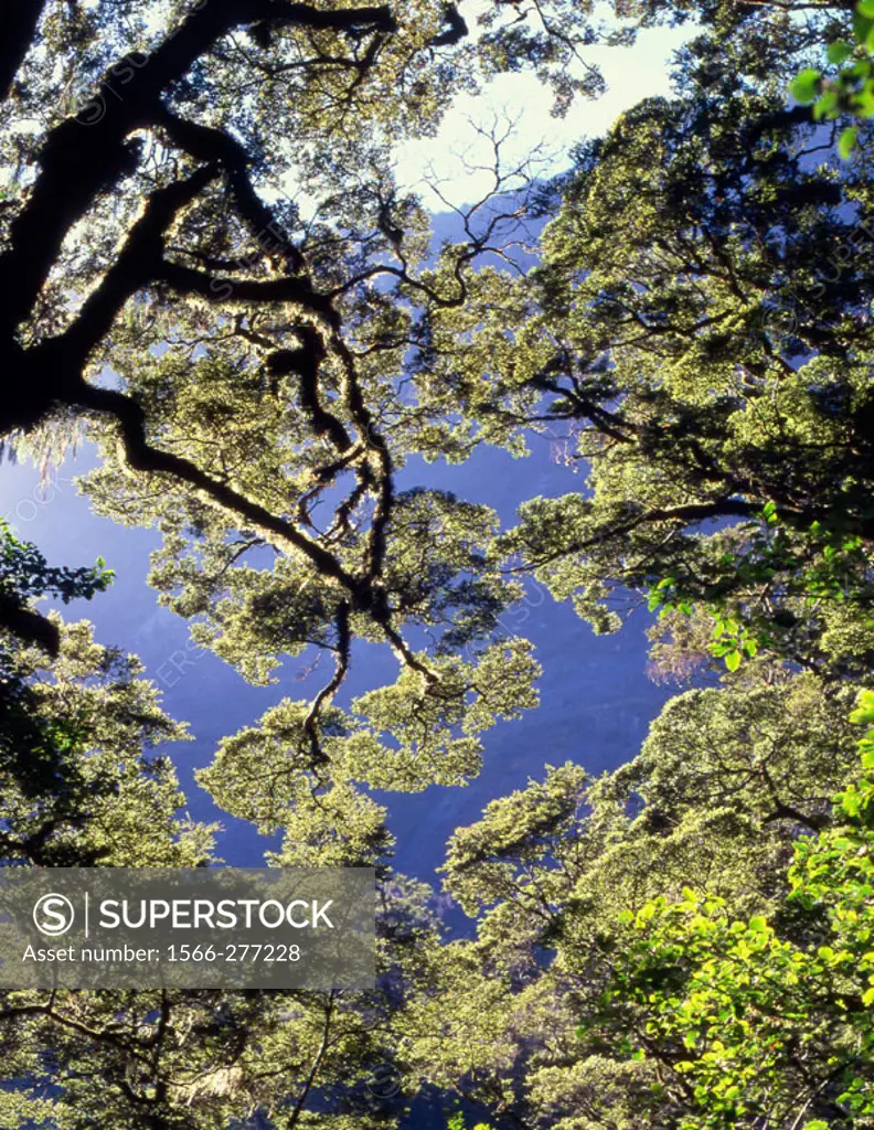 Rain forest canopy. Fiordland N.P. New Zealand.