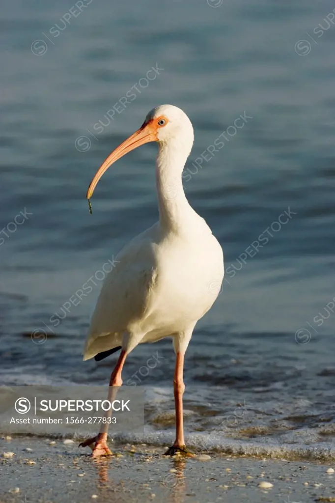 White-faced ibis (Plegadis chihi). De Soto Park beach, near Tampa, Florida, USA