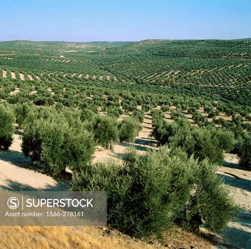 Olive trees. Baeza, Jaen province, Andalusia, Spain