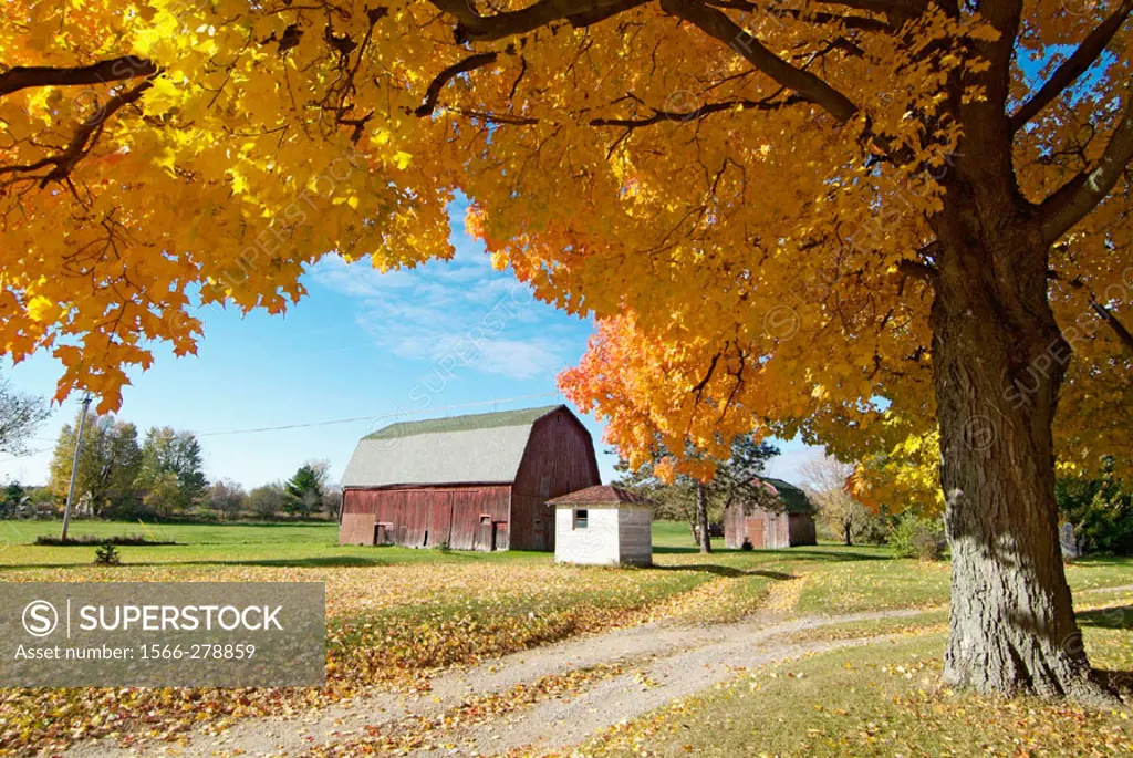 Northern Indiana, 5 miles southeast of the small city of Elkhart, agriculture farming scene during the autumn fall colors