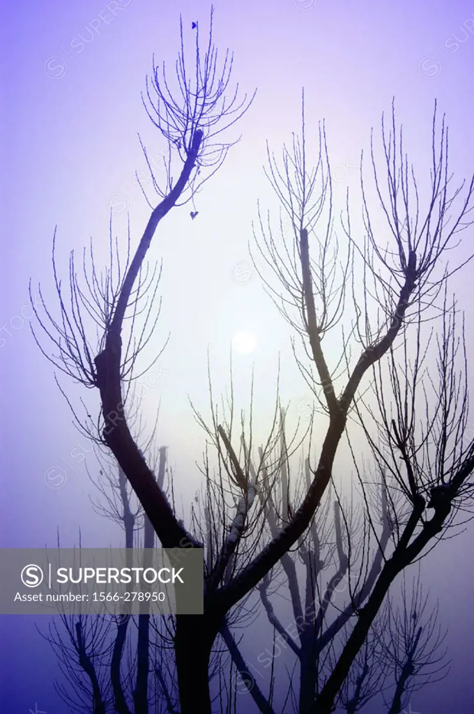 Shape of the trees in the Trenno park in Milan in a winter morning with fog and a pale sun behind