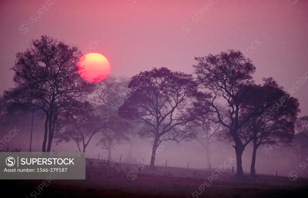 Sunrise over dry pasture and rose trumpet trees. Pantanal near Pocone. Mato Grosso. Brazil.
