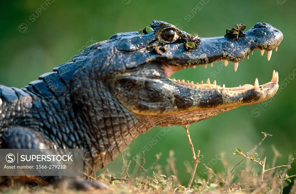 Caiman (Caiman crocodilus) sunbathing on the bank of a water pond, open mouth. Near Pocone. Pantanal. Mato Grosso. Brazil.