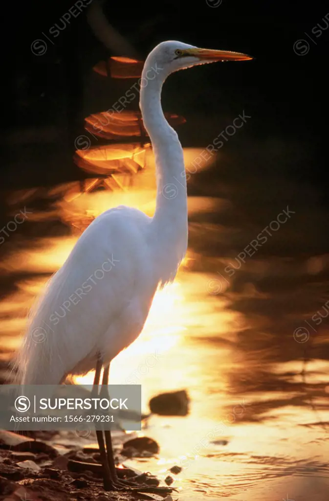 Great white egret (Egretta alba) standing on a river bank. Sunset reflection in the water of Pixaim river. Pantanal near Poconé. Pantanal. Mato Grosso...