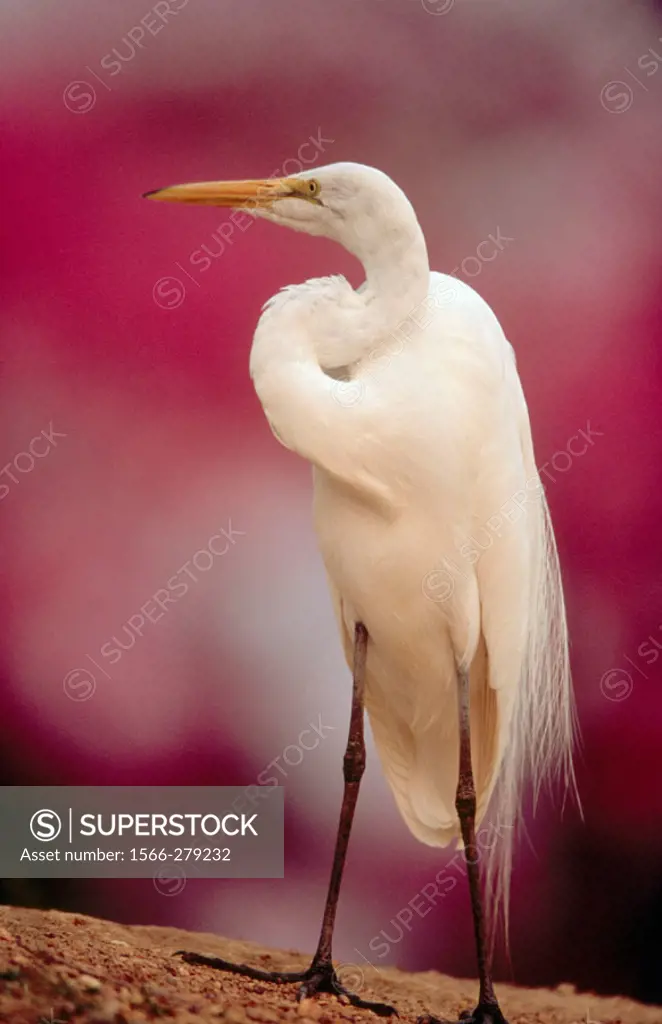 Great white egret (Egretta alba) standing on a river bank. Rose trumpet tree in the background. Pantanal near Pocone. Pantanal. Mato Grosso. Brazil.