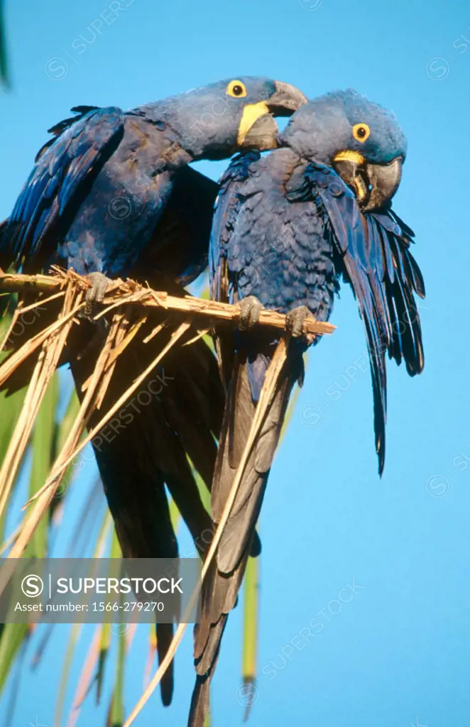 Hyacinth macaw (Anodrohynchus hyacinthinus), couple perching on a acuri palmtree. Courtship. Gestures of love and tenderness. Pantanal, near Porto Jof...