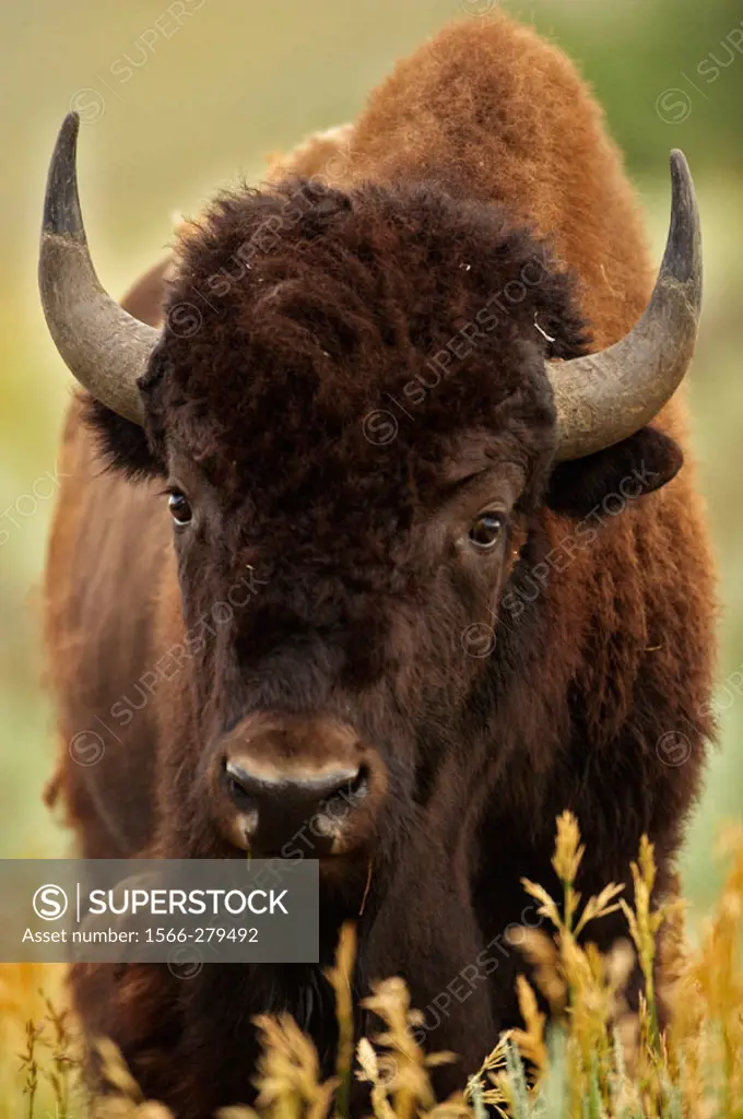 Bison (Bison bison) - Wyoming - Male. Commonly called buffalo - Males weigh up to 2000 pounds-heaviest land mammal in North America-Nearly went extinc...