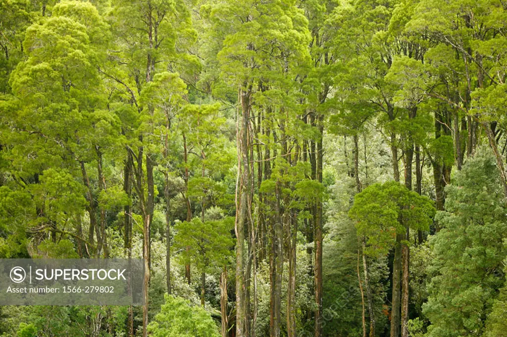 Australian forest