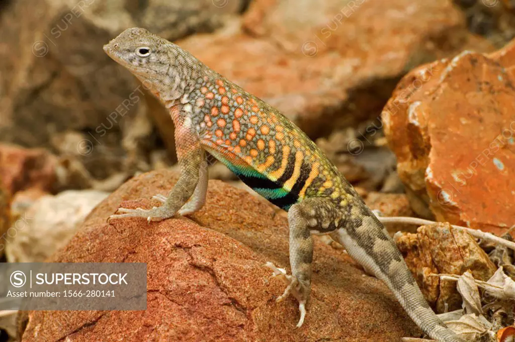 Greater Earless Lizard (Cophosaurus texanus). Male in breeding colors-lives in middle elevations of Arizona, New Mexico and Texas. Eats insects and sp...