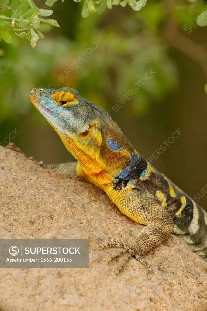 San Lucan Rock Lizard (Petrosaurus thalassinus). Native to cape region of Baja California. Rock dweller, excellent climber, eats leaves, blossoms, ber...