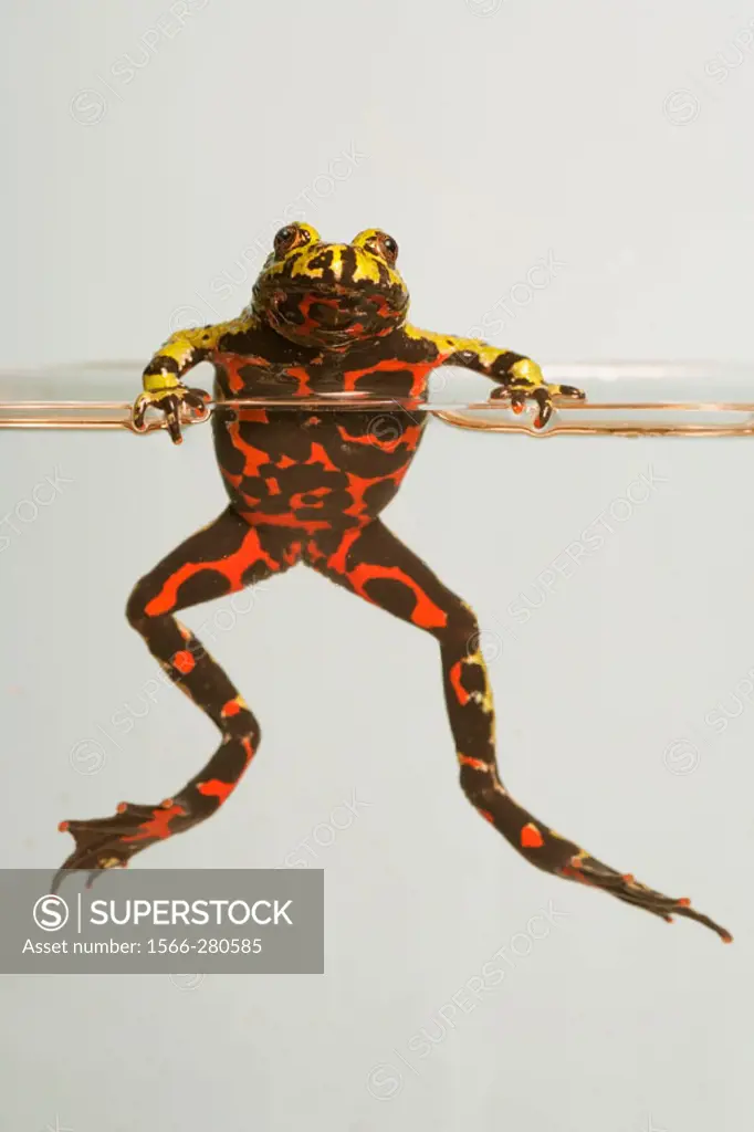 Fire Belly Toads (Bombina orientalis)