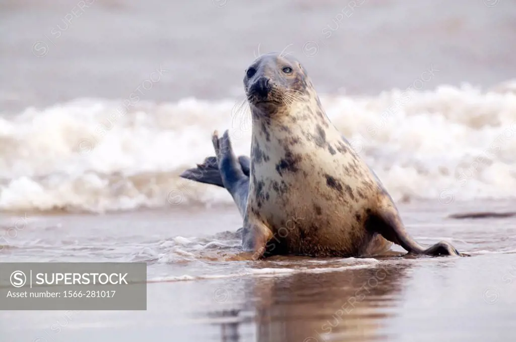Grey Seal (Halichoerus grypus), Donna Nook National Nature Reserve, England. UK