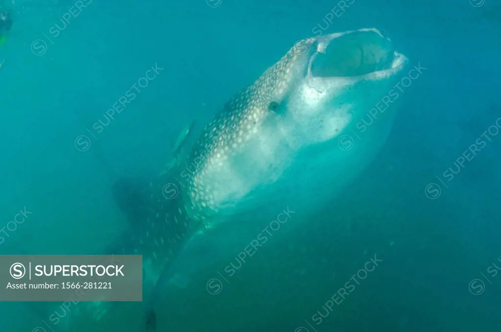 Whale Shark, Rhincodon typus, about 35ft long, Sea of Cortez, Mexico