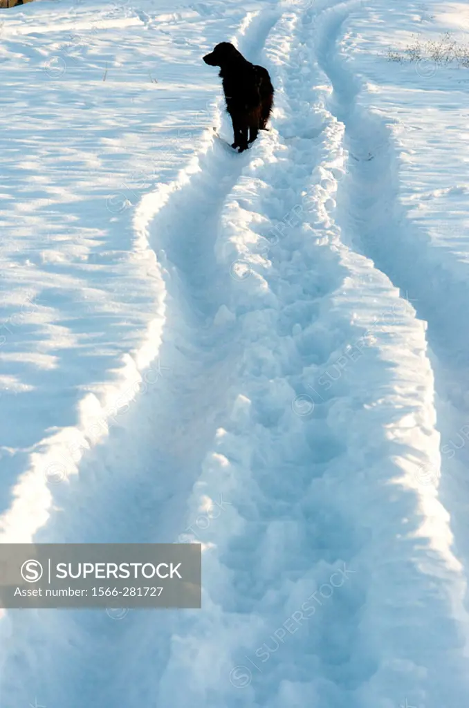 Black dog in snow trail