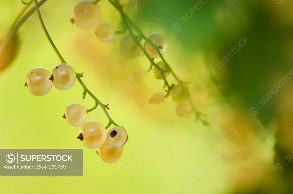 White currant berries ripening on a bush (Ribes vulgare). Maryland, USA