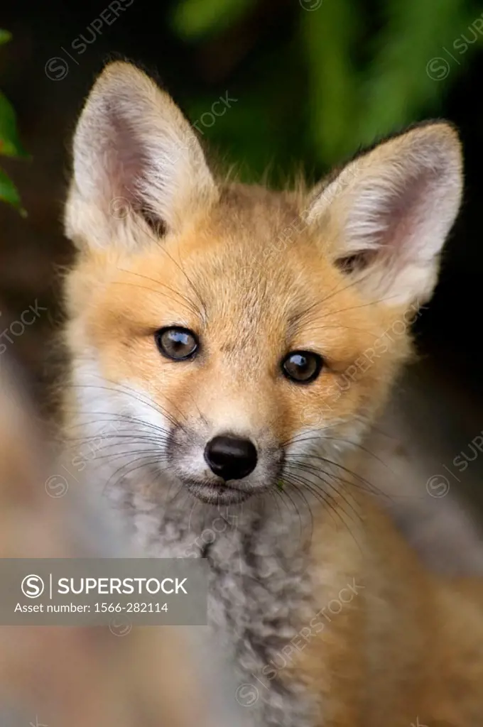 Red foxes (Vulpes vulpes), kit near roadside den. Killarney Provincial Park, Ontario, Canada