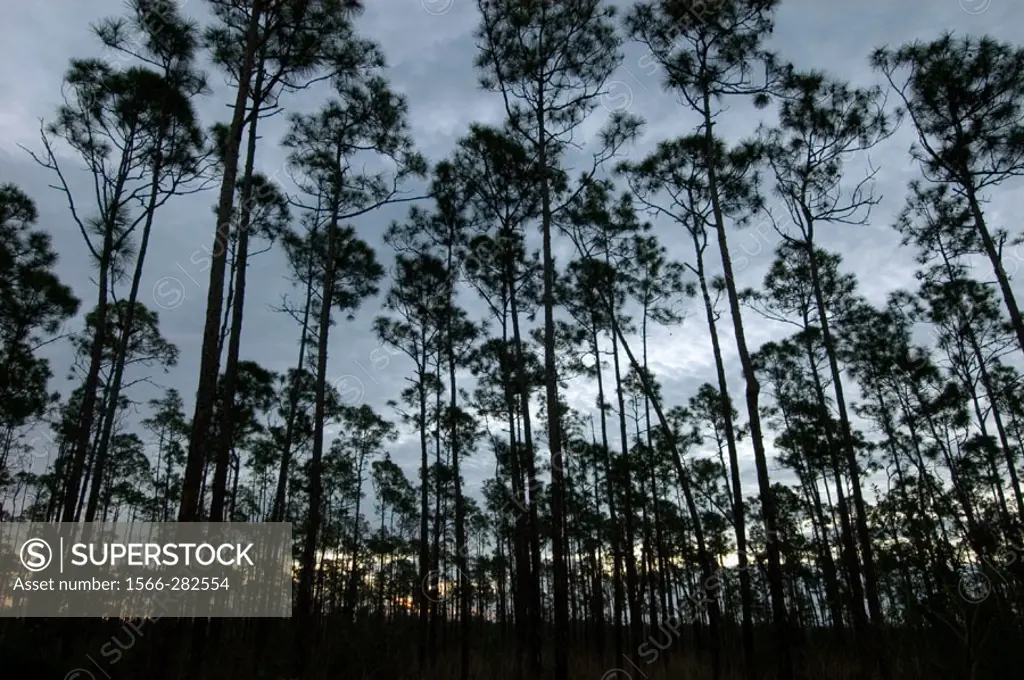 Slash pine forest at dawn. Everglades NP, FL, USA