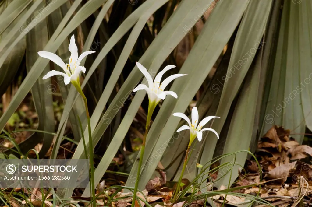 Atamasco lily (Zephyranthes atamasco). Hillsborough R SP, FL, USA