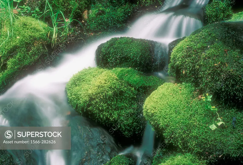 Moss-covered boulders and waterfall in Roaring Fork, Appalachian mountain stream. Great Smoky Mountains NP, TN, USA