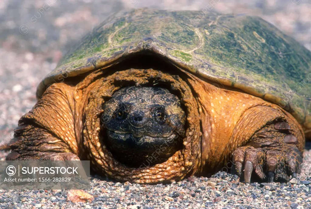 Snapping turtle (Chelydra serpentina) roadside specimen about to lay eggs in gravel. Lively. Ontario. Canada.
