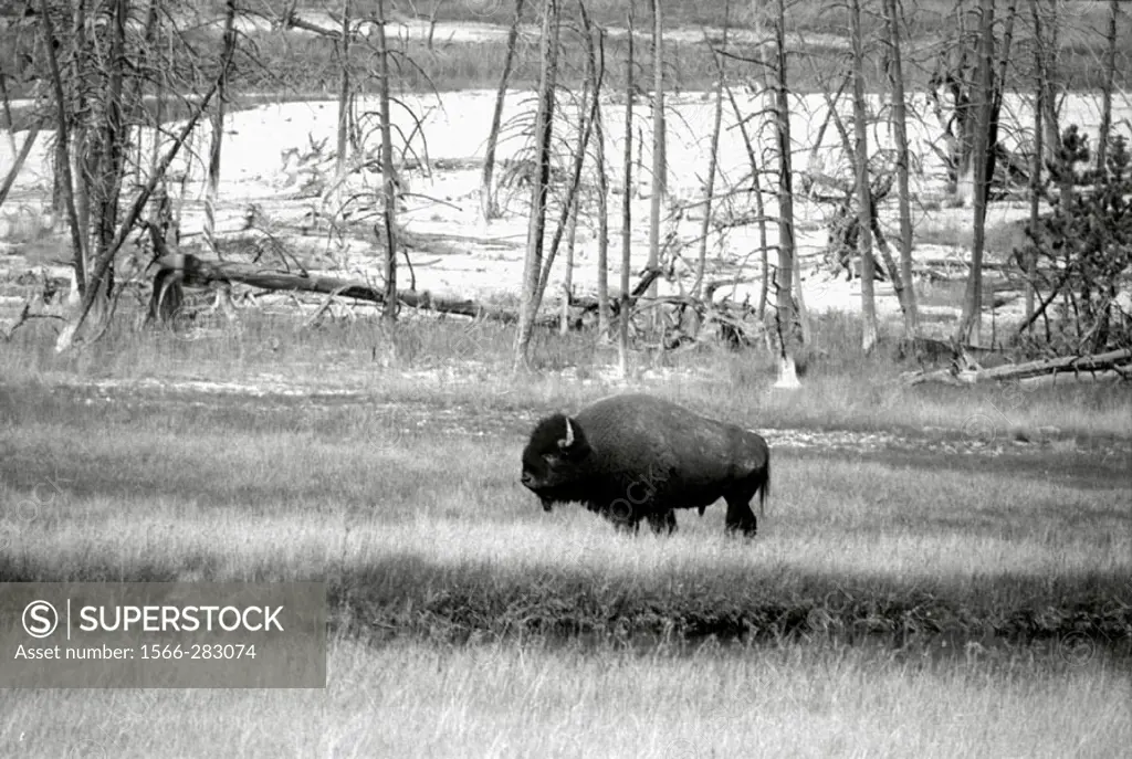 American Bison, Bos bison, in Yellowstone National Park, Wyoming. USA.