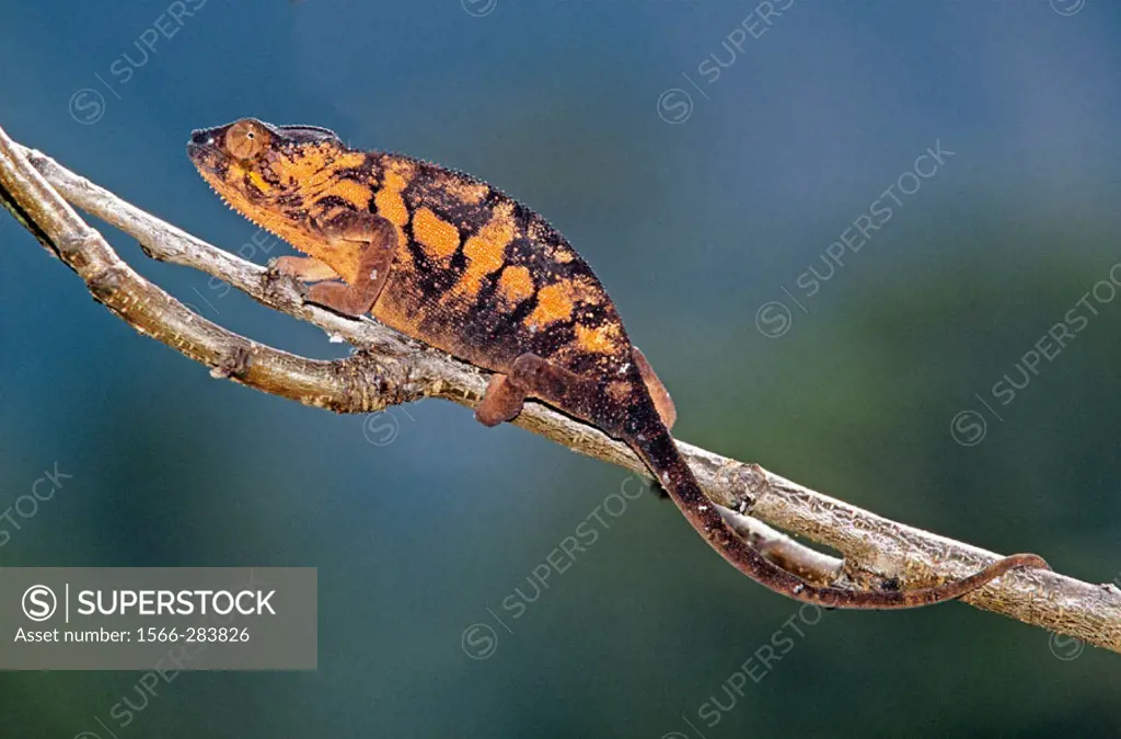 Panther Chameleon, Chamaeleo pardalis, Madagascar