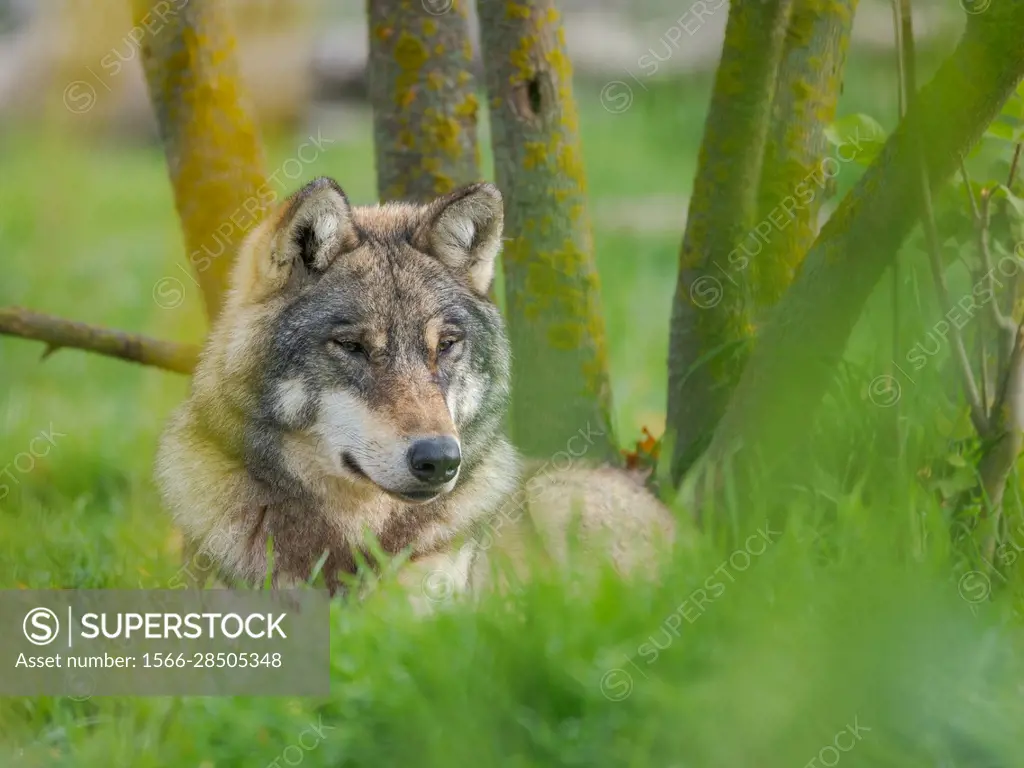 Gray wolf (Canis lupus) in the wildlife center (Hortobagy Vadaspark) of the National Park Hortobagy, listed as UNESCO world heritage site. Europe, Eas...