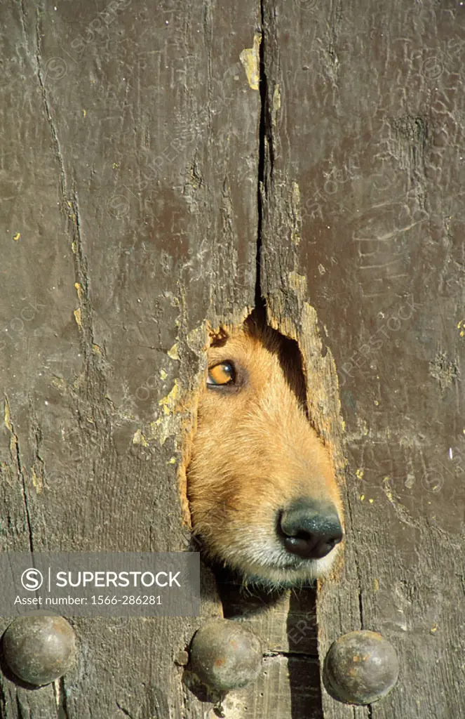 A hole in a wooden door of a farmhouse in the Alpujarras region is used by the housedogs as a look-out. Province of Granada, Andalucía, Spain.