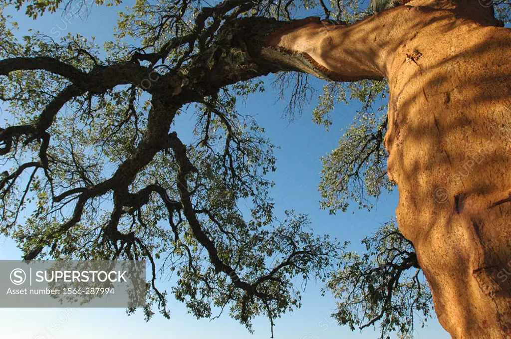 Cork oak with bark removed (see the orange colour on trunk). Sierra Morena, Jaén, Andalusia, Spain