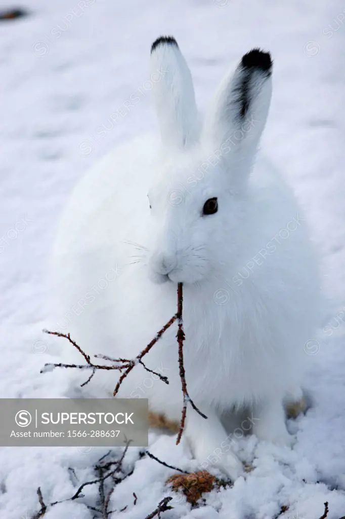 Adult Arctic Hare (Lepus arcticus) chewing on willow branch near Churchill, Manitoba, Canada.