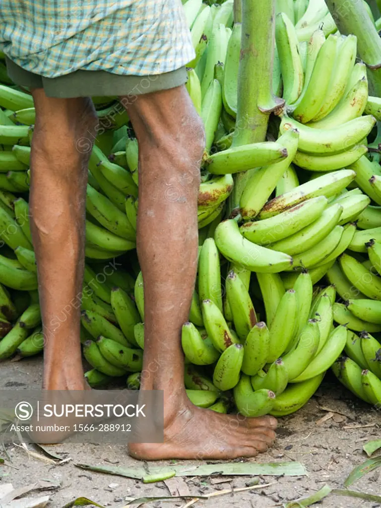 Wholesale banana market. Mysore, Karnataka, India