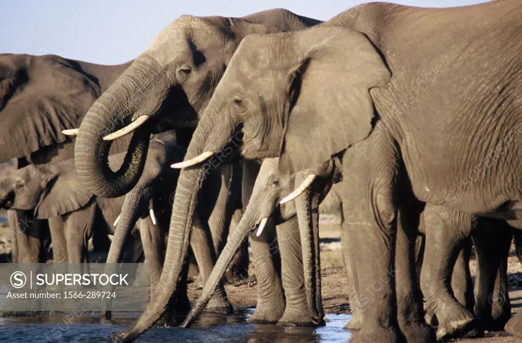 African Elephants (Loxodonta africana), Chobe National Park. Botswana