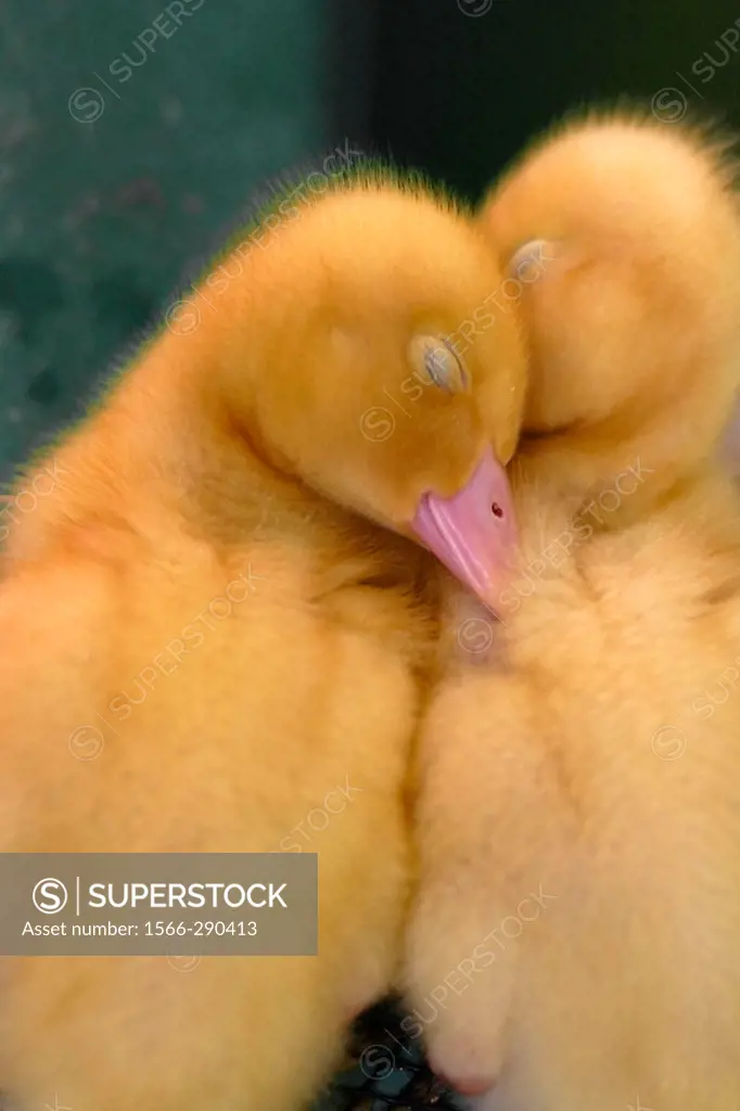Two baby ducklings