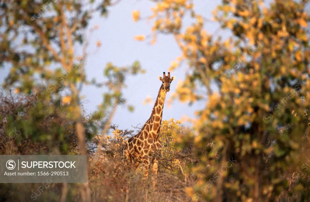 Giraffe (Giraffa camelopardalis). Etosha National Park. Namibia