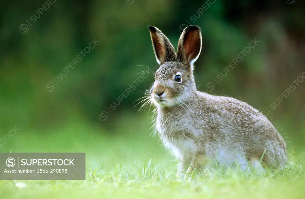 A young alpin hare (Lepus timidus). Burvik, Vasterbotten. Sweden.