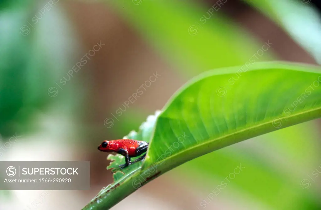 Strawberry poison dart frog (Dendrobates pumilio) on a leaf. La Selva. Costa Rica.