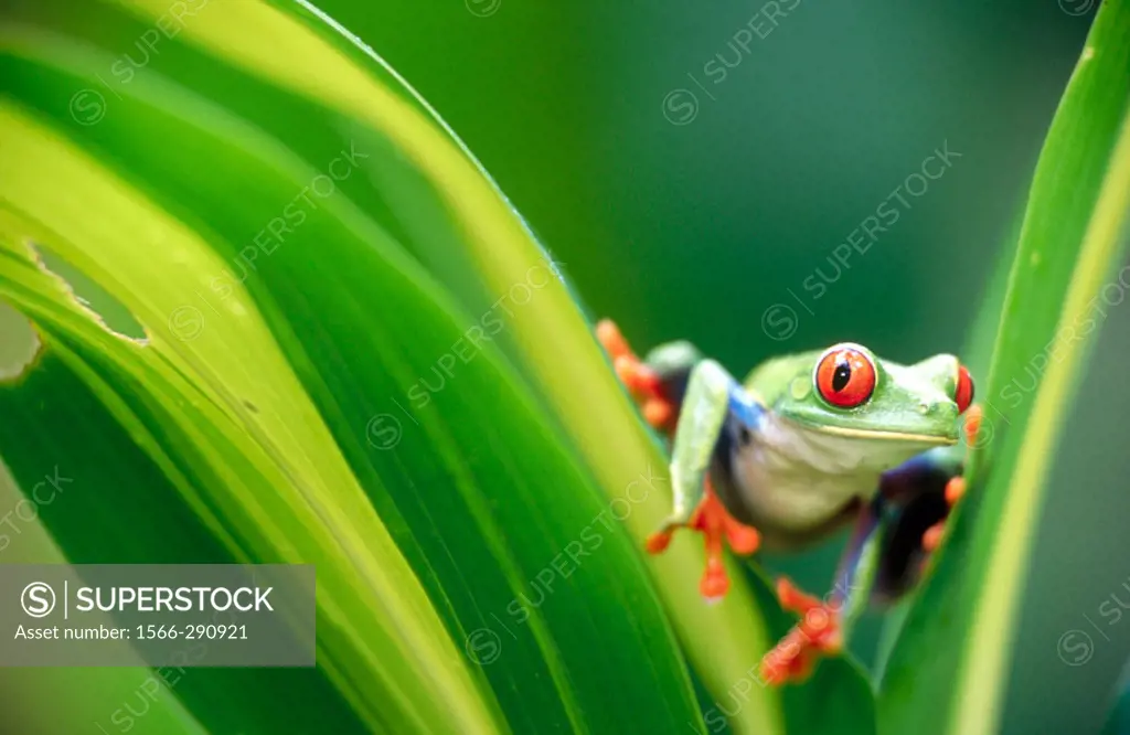 Red-eyed tree frog (Agalychnis callidryas) looking at me between some leaves. Selva Verde. Costa Rica.