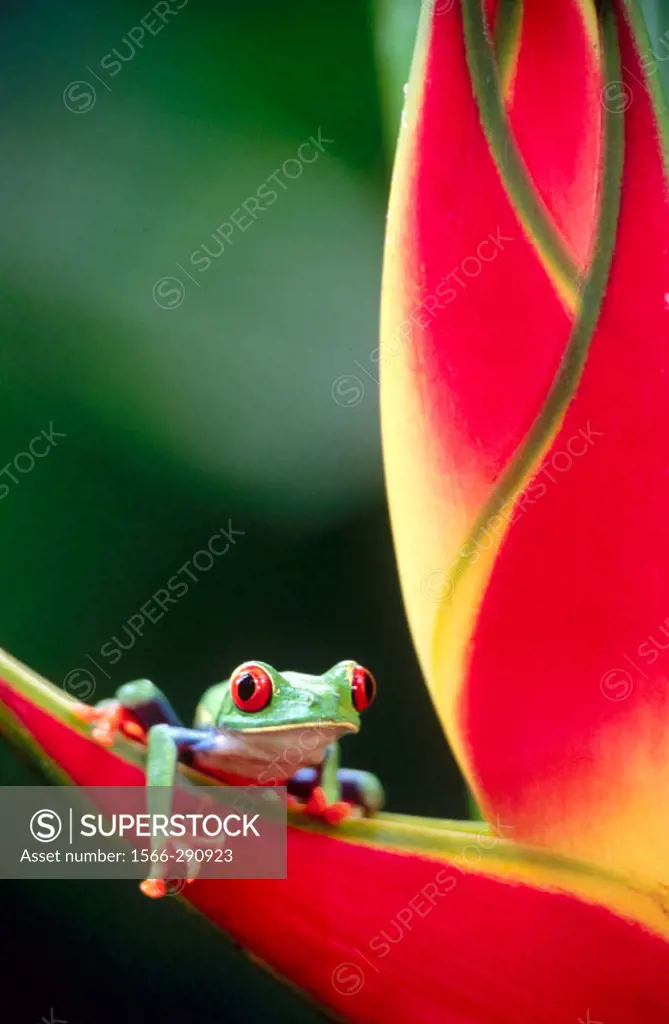 Red-eyed tree frog (Agalychnis callidryas) on a heliconia. Selva Verde. Costa Rica.