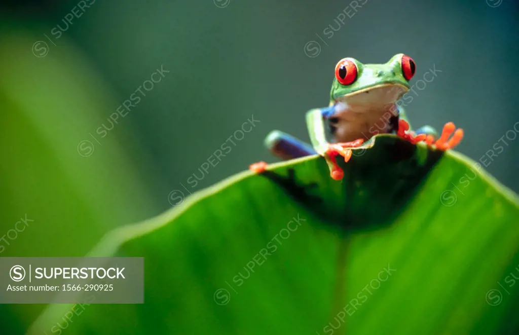 Red-eyed tree frog (Agalychnis callidryas) behind a leaf. Selva Verde. Costa Rica.