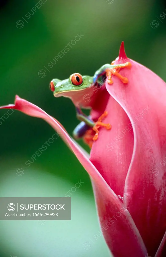 Red-eyed tree frog (Agalychnis callidryas) on a torch ginger. Selva Verde. Costa Rica.