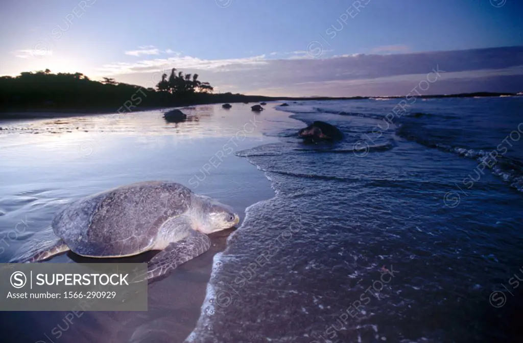 Olive Ridley seaturtle (Lepidochelys olivacea) returns to the sea after laying eggs. Playa Ostional. Costa Rica.