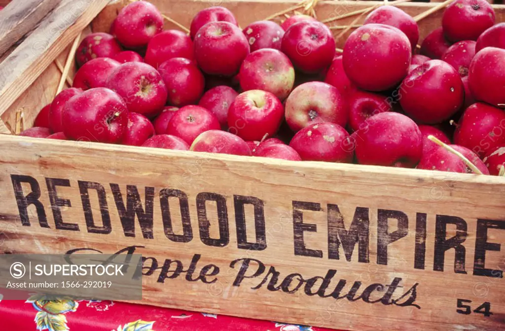 Basket of Gravenstein apples, Ferry Building Farmer´s market. San Francisco. California. USA.