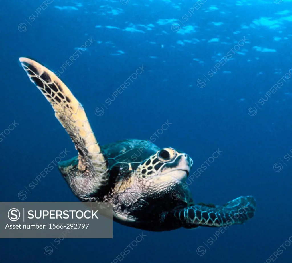 Green sea turtle cruises in the water off of Kona, HI